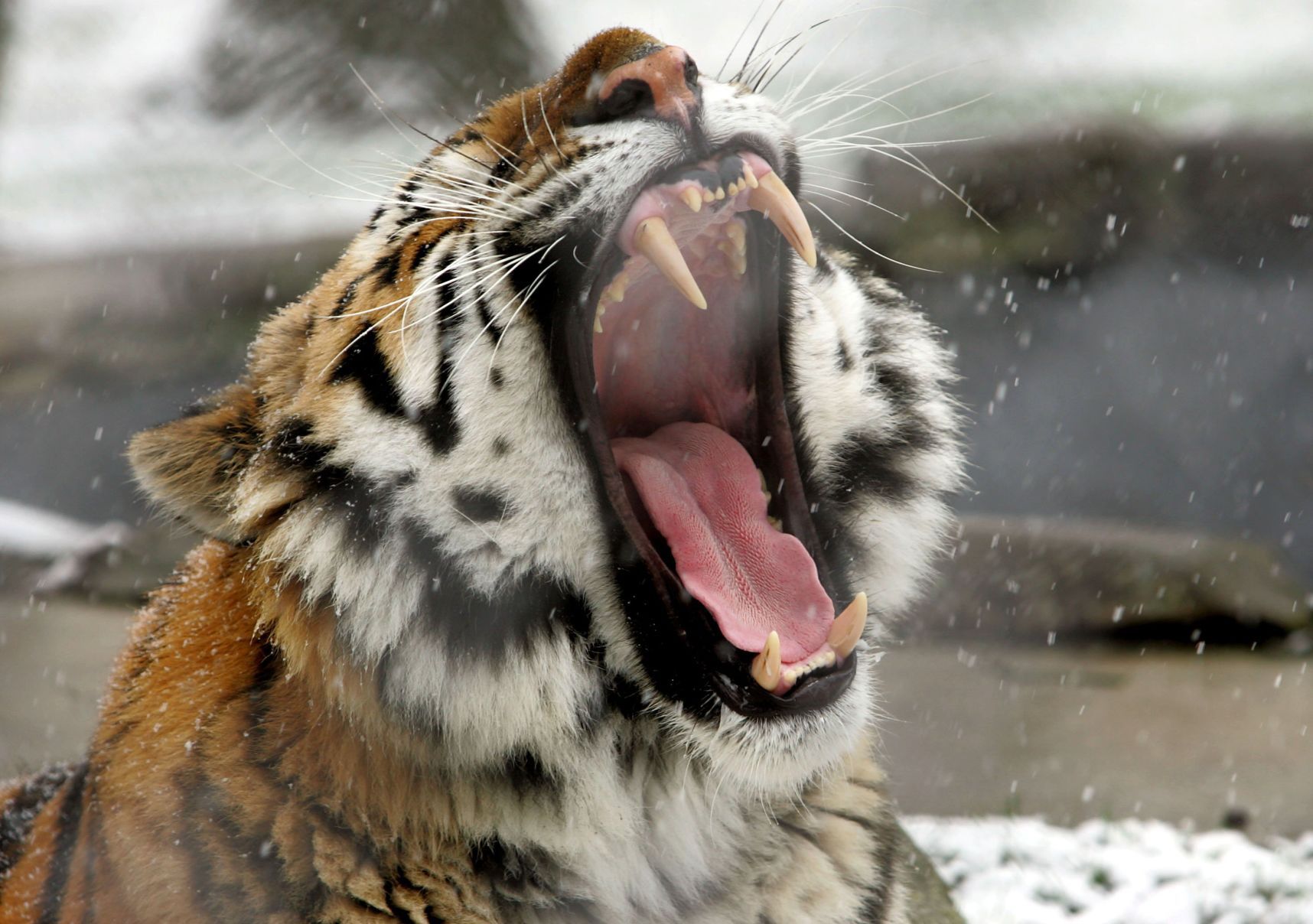 Snow